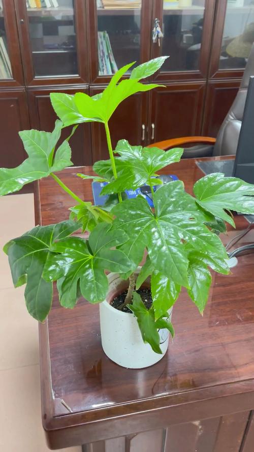 八角金盘的风水作用,八角金盘的摆放位置?-第3张图片-优品飞百科 八角金盘的风水作用,八角金盘的摆放位置?-第3张图片-优品飞百科