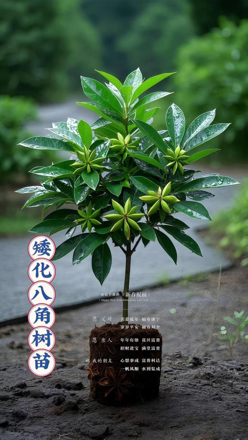 八角金盘的风水作用,八角金盘的摆放位置?-第4张图片-优品飞百科 八角金盘的风水作用,八角金盘的摆放位置?-第4张图片-优品飞百科