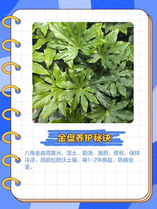 八角金盘的风水作用,八角金盘的摆放位置?-第5张图片-优品飞百科 八角金盘的风水作用,八角金盘的摆放位置?-第5张图片-优品飞百科