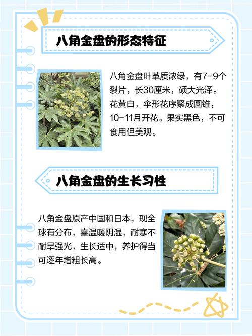 八角金盘的风水作用,八角金盘的摆放位置?-第6张图片-优品飞百科 八角金盘的风水作用,八角金盘的摆放位置?-第6张图片-优品飞百科