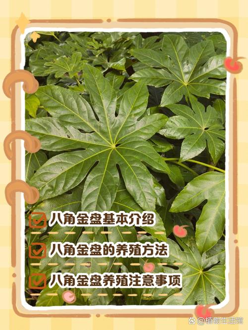 八角金盘的风水作用,八角金盘的摆放位置?-第7张图片-优品飞百科 八角金盘的风水作用,八角金盘的摆放位置?-第7张图片-优品飞百科