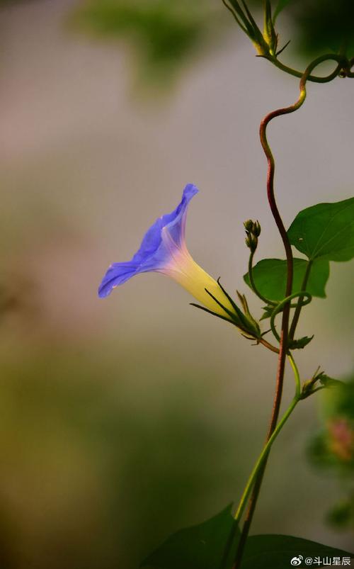 牵牛花费用,牵牛花的图片?牵牛花植物图片?-第1张图片-优品飞百科 牵牛花费用,牵牛花的图片?牵牛花植物图片?-第1张图片-优品飞百科