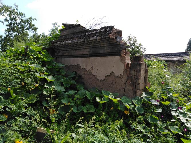 牵牛花费用,牵牛花的图片?牵牛花植物图片?-第2张图片-优品飞百科 牵牛花费用,牵牛花的图片?牵牛花植物图片?-第2张图片-优品飞百科