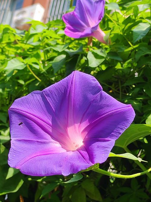 牵牛花费用,牵牛花的图片?牵牛花植物图片?-第3张图片-优品飞百科 牵牛花费用,牵牛花的图片?牵牛花植物图片?-第3张图片-优品飞百科