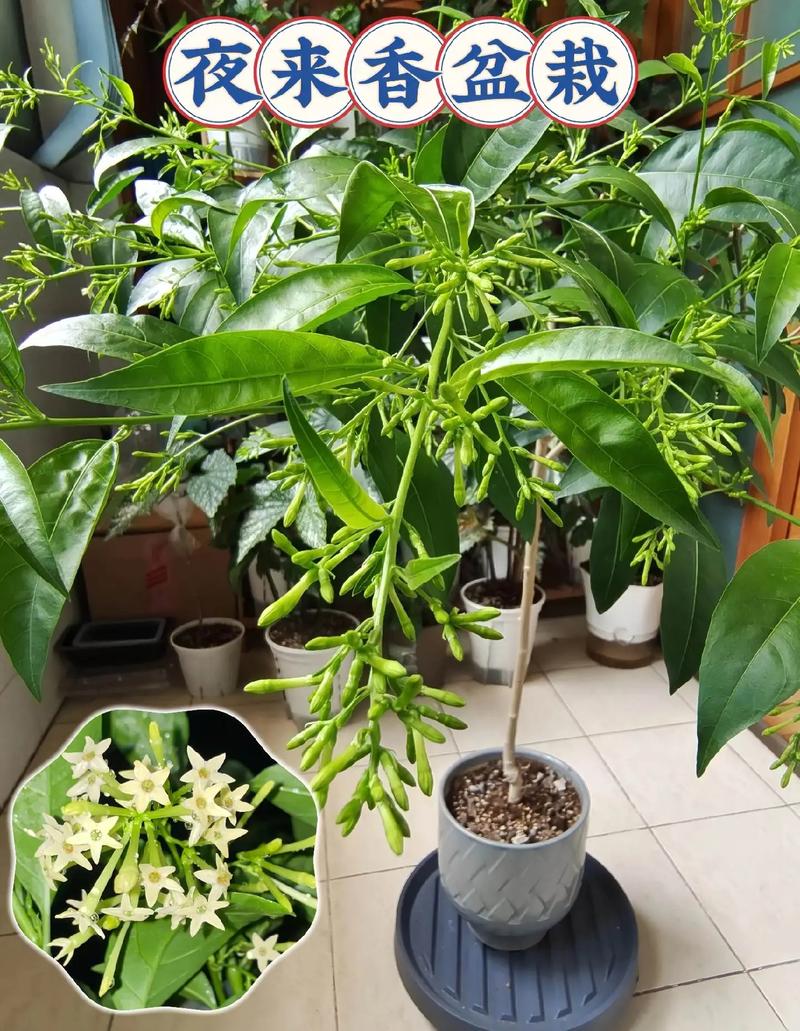 夜来香花香有毒吗？夜来香花香对身体有什么好处？-第1张图片-优品飞百科