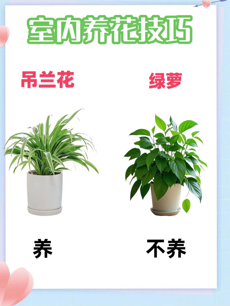 夜来香花香有毒吗？夜来香花香对身体有什么好处？-第2张图片-优品飞百科