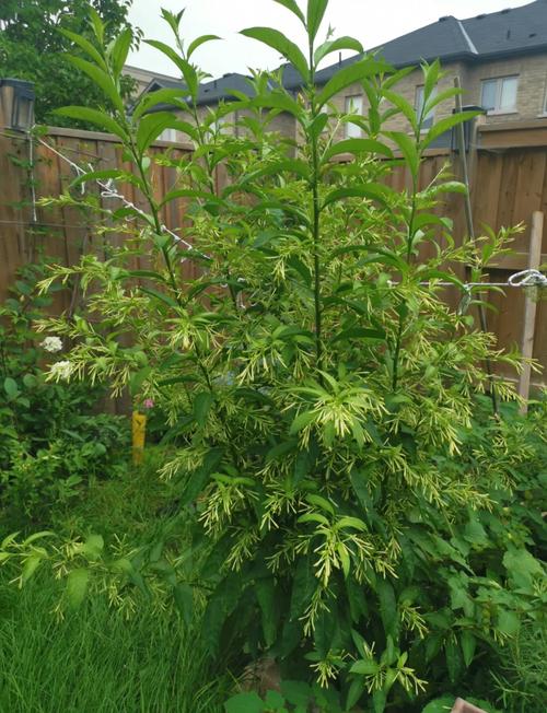 夜来香花香有毒吗？夜来香花香对身体有什么好处？-第3张图片-优品飞百科