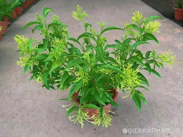 夜来香花香有毒吗？夜来香花香对身体有什么好处？-第4张图片-优品飞百科