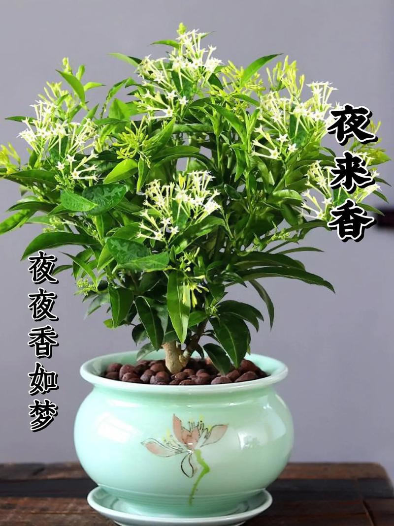 夜来香花香有毒吗？夜来香花香对身体有什么好处？-第5张图片-优品飞百科