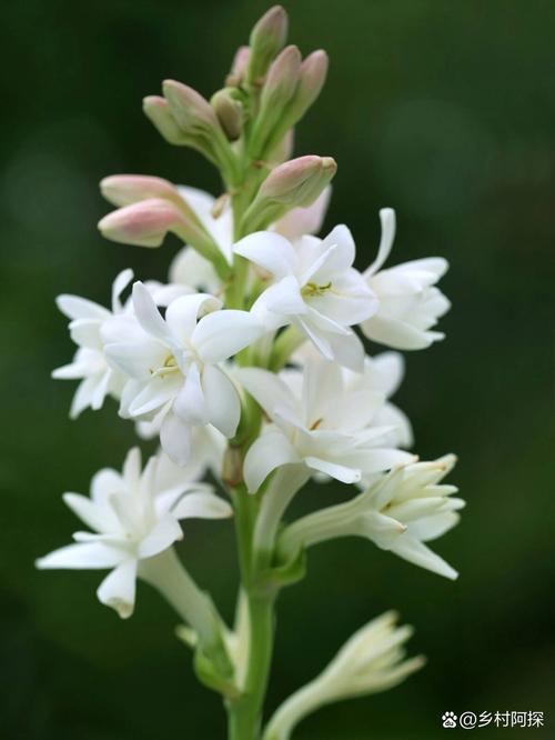 夜来香花香有毒吗？夜来香花香对身体有什么好处？-第6张图片-优品飞百科