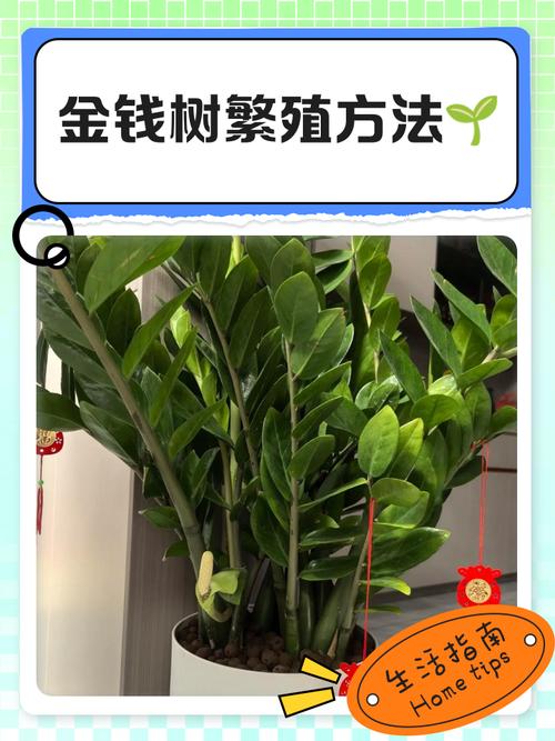 金钱树有毒吗，金钱树有毒吗,孩子不小心舔了,老哭？-第1张图片-优品飞百科