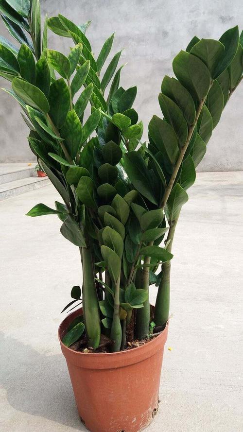 金钱树有毒吗，金钱树有毒吗,孩子不小心舔了,老哭？-第2张图片-优品飞百科