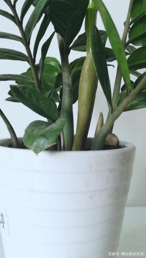 金钱树有毒吗，金钱树有毒吗,孩子不小心舔了,老哭？-第3张图片-优品飞百科