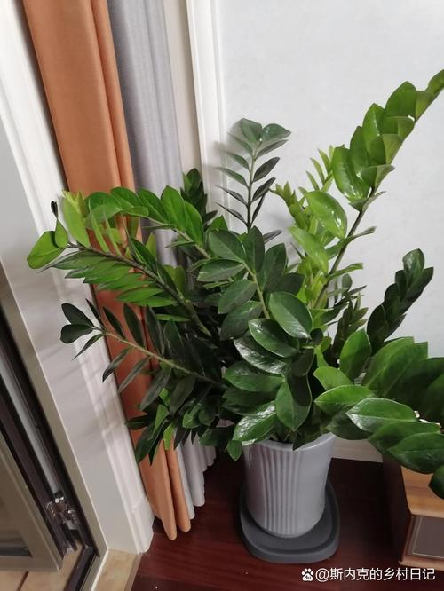 金钱树有毒吗，金钱树有毒吗,孩子不小心舔了,老哭？-第4张图片-优品飞百科