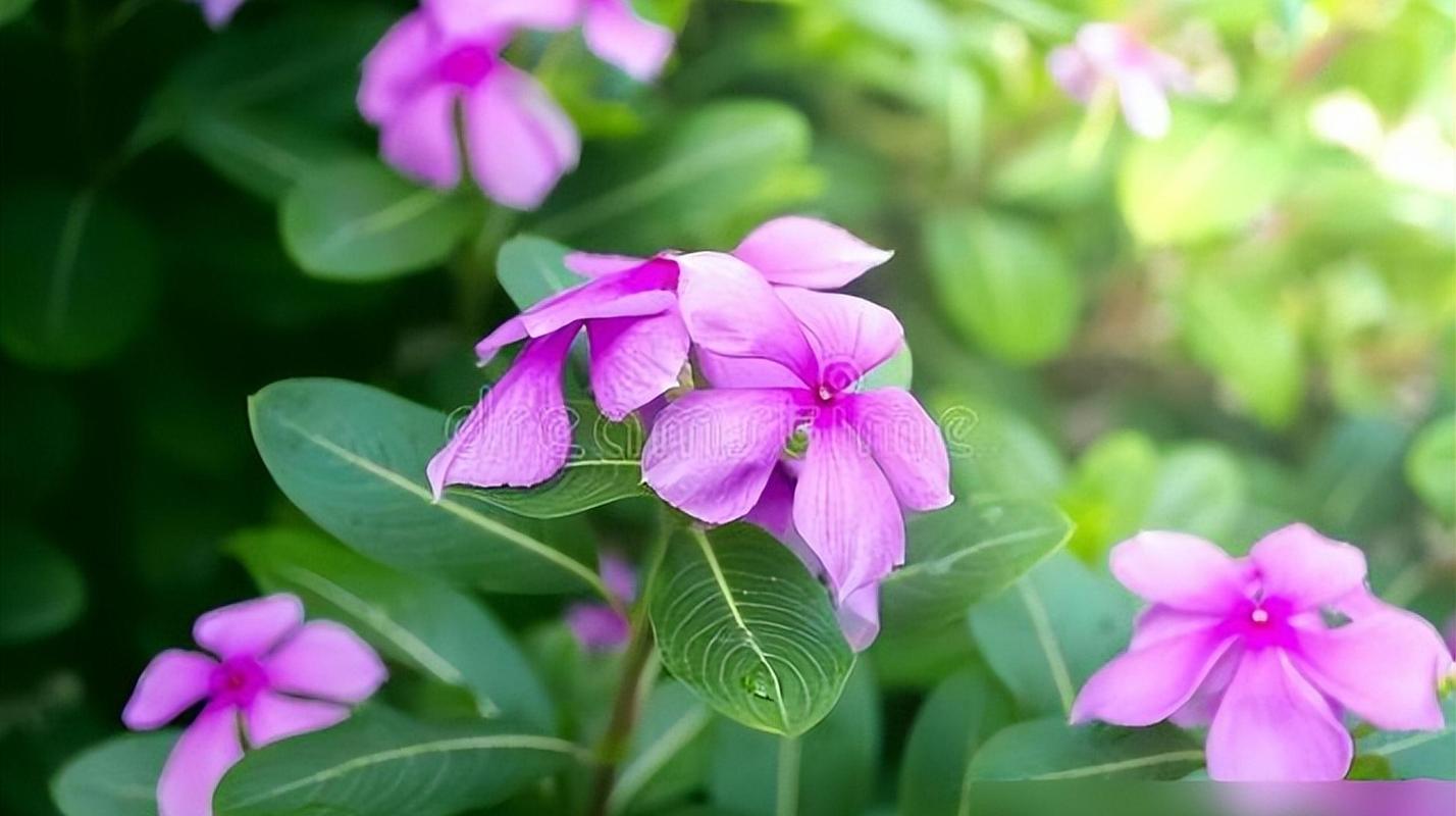 哪些花卉会对人体造成不良反应，哪些花卉会引起过敏？-第4张图片-优品飞百科