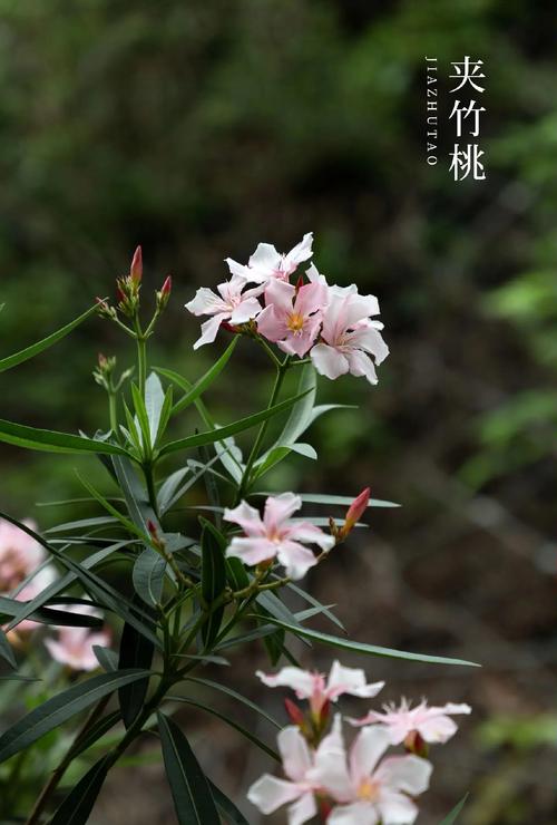 哪些花卉会对人体造成不良反应，哪些花卉会引起过敏？-第5张图片-优品飞百科