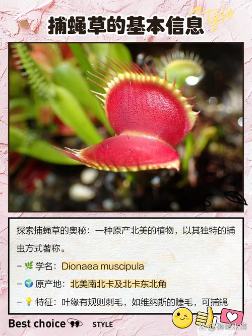 捕蝇草有什么作用？捕蝇草有药用价值吗?？-第2张图片-优品飞百科