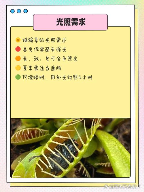 捕蝇草有什么作用？捕蝇草有药用价值吗?？-第4张图片-优品飞百科