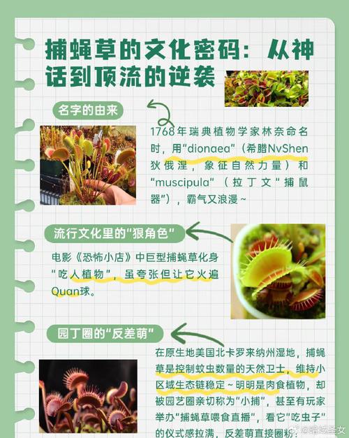 捕蝇草有什么作用？捕蝇草有药用价值吗?？-第5张图片-优品飞百科
