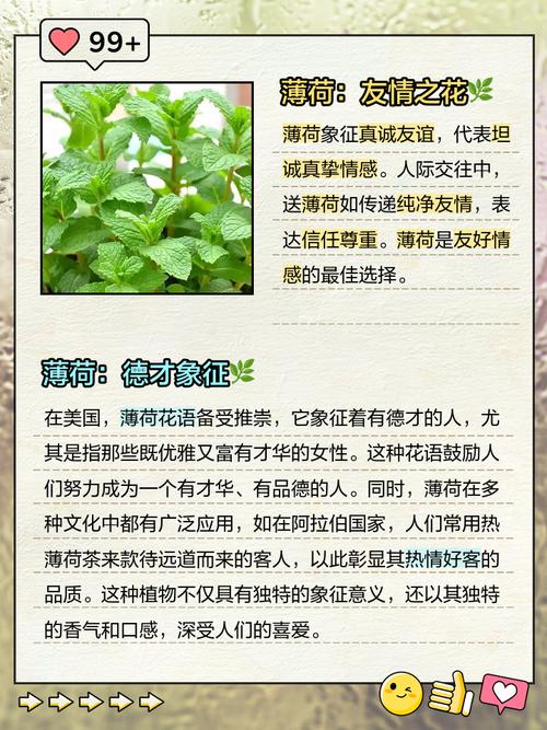 薄荷的花语和文化传说，薄荷寓意着什么？-第1张图片-优品飞百科
