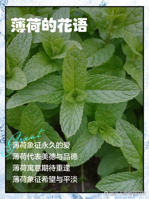 薄荷的花语和文化传说，薄荷寓意着什么？-第2张图片-优品飞百科