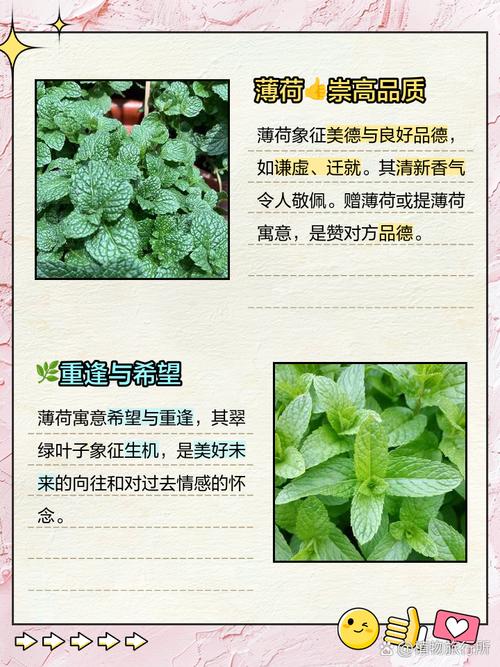 薄荷的花语和文化传说，薄荷寓意着什么？-第3张图片-优品飞百科
