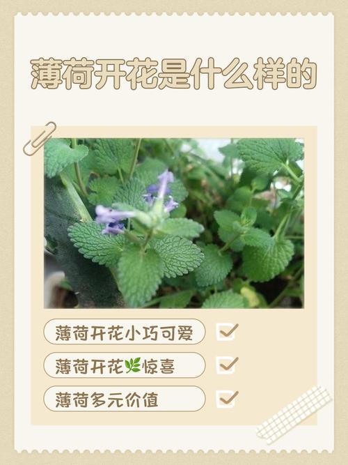 薄荷的花语和文化传说，薄荷寓意着什么？-第4张图片-优品飞百科