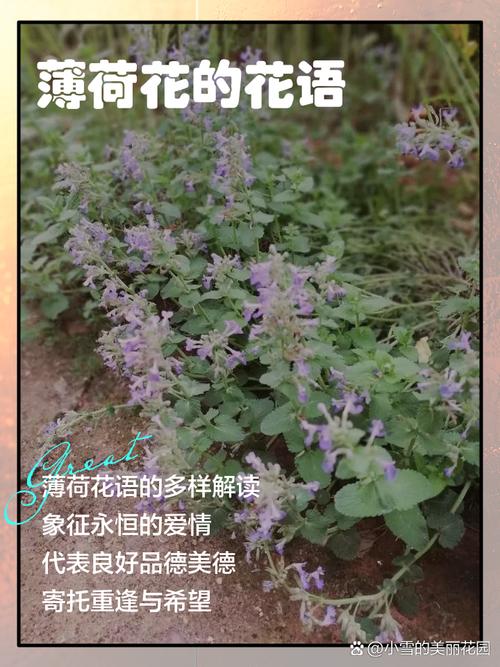 薄荷的花语和文化传说，薄荷寓意着什么？-第5张图片-优品飞百科