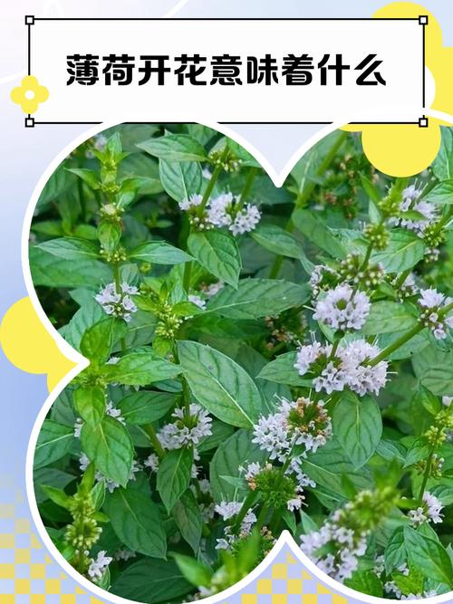 薄荷的花语和文化传说，薄荷寓意着什么？-第6张图片-优品飞百科