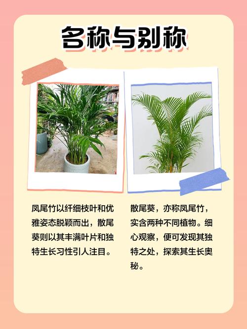 散尾葵和袖珍椰子的区别，哪个好养，散尾葵和袖珍椰子哪个好看？