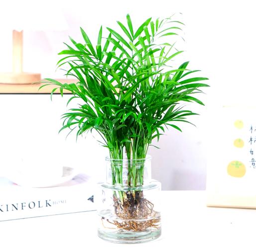 散尾葵和袖珍椰子的区别，哪个好养，散尾葵和袖珍椰子哪个好看？-第2张图片-优品飞百科