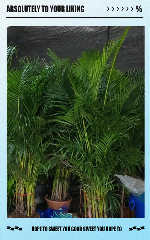 散尾葵和袖珍椰子的区别，哪个好养，散尾葵和袖珍椰子哪个好看？-第3张图片-优品飞百科