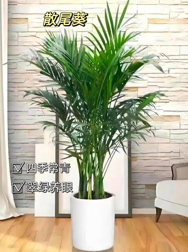 散尾葵和袖珍椰子的区别，哪个好养，散尾葵和袖珍椰子哪个好看？-第4张图片-优品飞百科