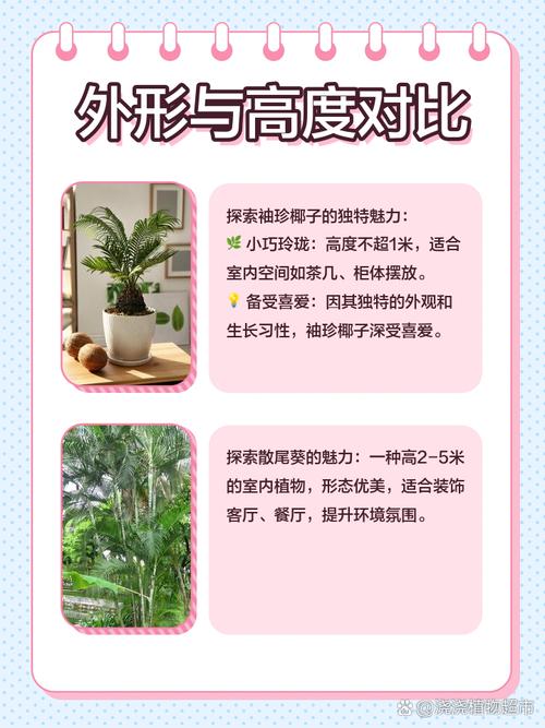 散尾葵和袖珍椰子的区别，哪个好养，散尾葵和袖珍椰子哪个好看？-第5张图片-优品飞百科