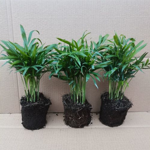 散尾葵和袖珍椰子的区别，哪个好养，散尾葵和袖珍椰子哪个好看？-第6张图片-优品飞百科