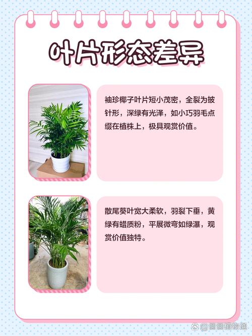 散尾葵和袖珍椰子的区别，哪个好养，散尾葵和袖珍椰子哪个好看？-第7张图片-优品飞百科