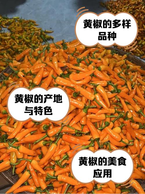 黄椒的功效与作用，黄椒的功效与作用营养价值-第5张图片-优品飞百科