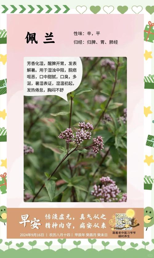 佩兰的功效与作用？香附的功效与作用？-第2张图片-优品飞百科