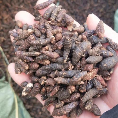 佩兰的功效与作用？香附的功效与作用？-第4张图片-优品飞百科