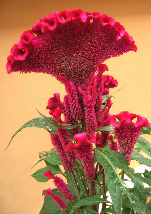 鸡冠花可以吃吗,鸡冠花可以治哪些妇科病?-第1张图片-优品飞百科 鸡冠花可以吃吗,鸡冠花可以治哪些妇科病?-第1张图片-优品飞百科