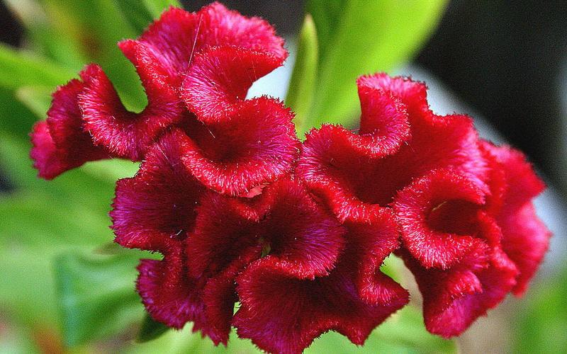 鸡冠花可以吃吗,鸡冠花可以治哪些妇科病?-第2张图片-优品飞百科 鸡冠花可以吃吗,鸡冠花可以治哪些妇科病?-第2张图片-优品飞百科