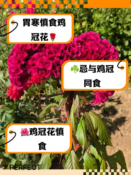 鸡冠花可以吃吗,鸡冠花可以治哪些妇科病?-第3张图片-优品飞百科 鸡冠花可以吃吗,鸡冠花可以治哪些妇科病?-第3张图片-优品飞百科