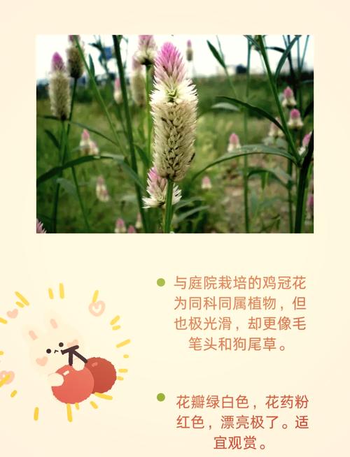 鸡冠花可以吃吗,鸡冠花可以治哪些妇科病?-第4张图片-优品飞百科 鸡冠花可以吃吗,鸡冠花可以治哪些妇科病?-第4张图片-优品飞百科