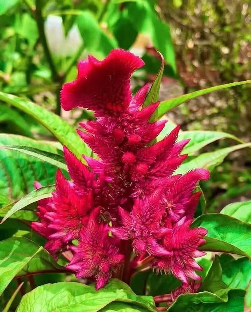 鸡冠花可以吃吗,鸡冠花可以治哪些妇科病?-第6张图片-优品飞百科 鸡冠花可以吃吗,鸡冠花可以治哪些妇科病?-第6张图片-优品飞百科