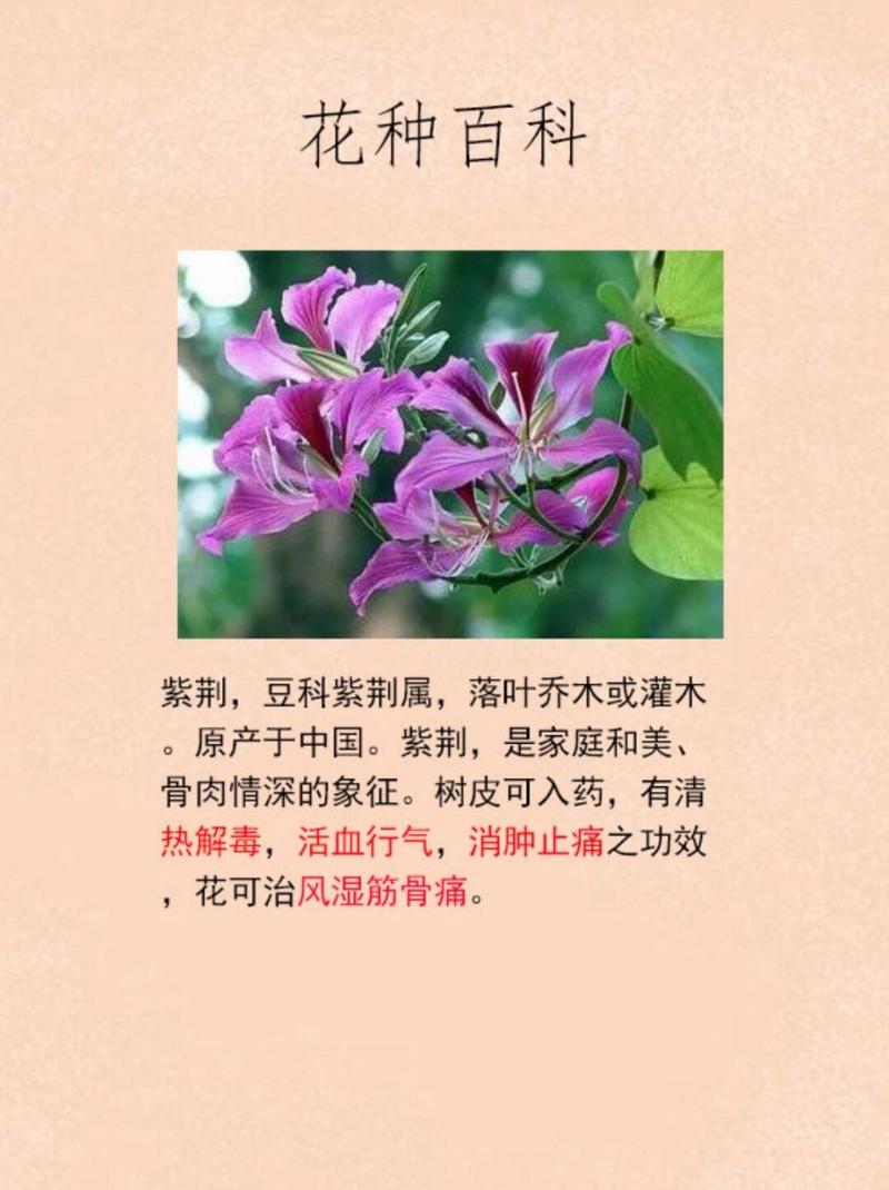 紫荆的花语及传说，紫荆花的花语和象征意义-第1张图片-优品飞百科