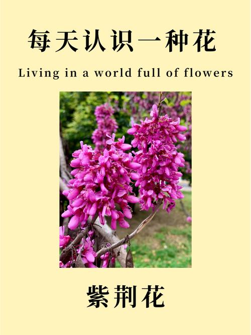紫荆的花语及传说，紫荆花的花语和象征意义-第2张图片-优品飞百科