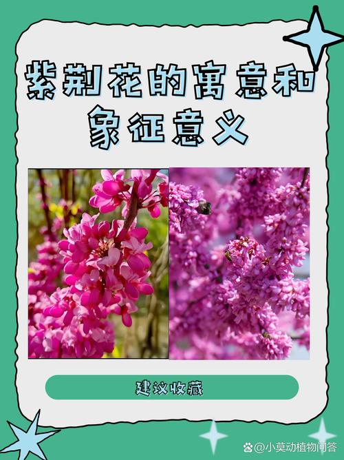 紫荆的花语及传说，紫荆花的花语和象征意义-第4张图片-优品飞百科