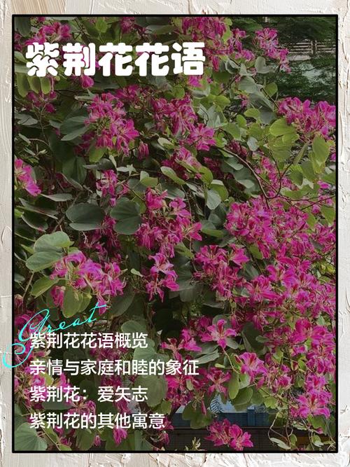 紫荆的花语及传说，紫荆花的花语和象征意义-第5张图片-优品飞百科