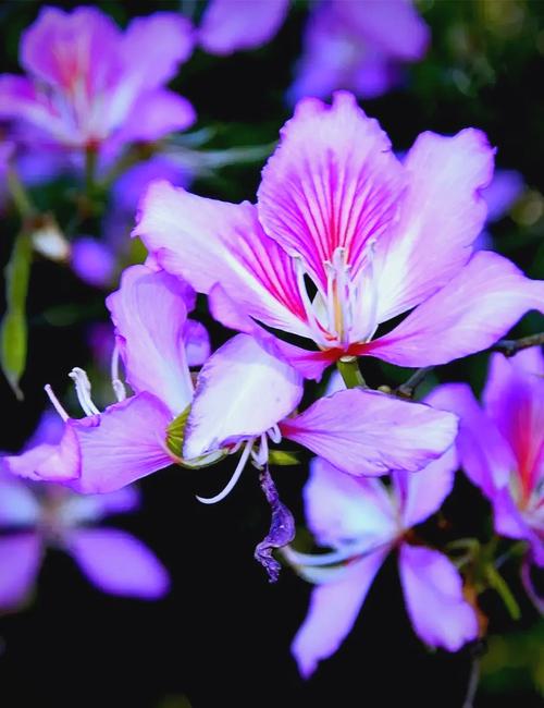 紫荆的花语及传说，紫荆花的花语和象征意义-第6张图片-优品飞百科