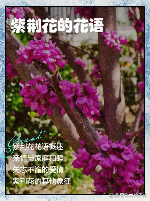 紫荆的花语及传说，紫荆花的花语和象征意义-第7张图片-优品飞百科